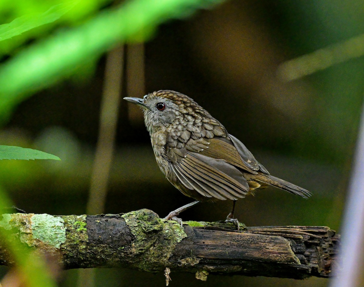 Streaked Wren-Babbler - Amar-Singh HSS