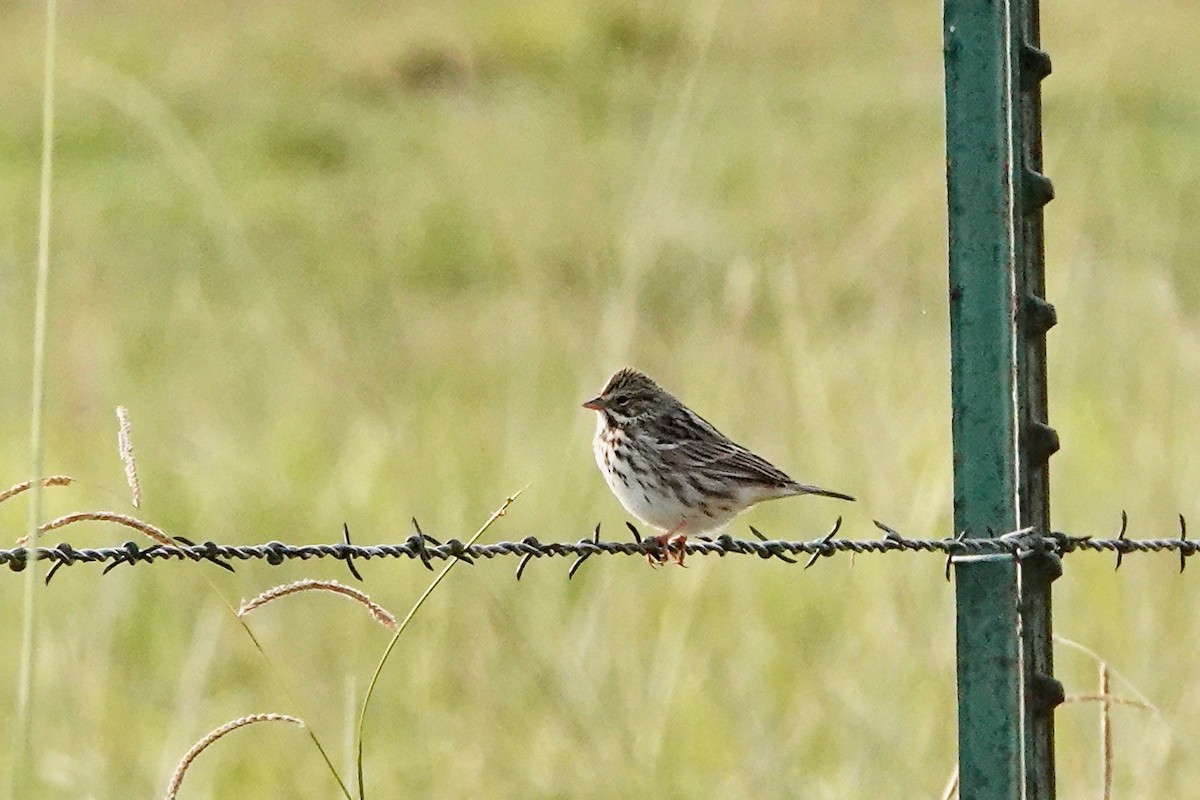 Savannah Sparrow - ML484784691