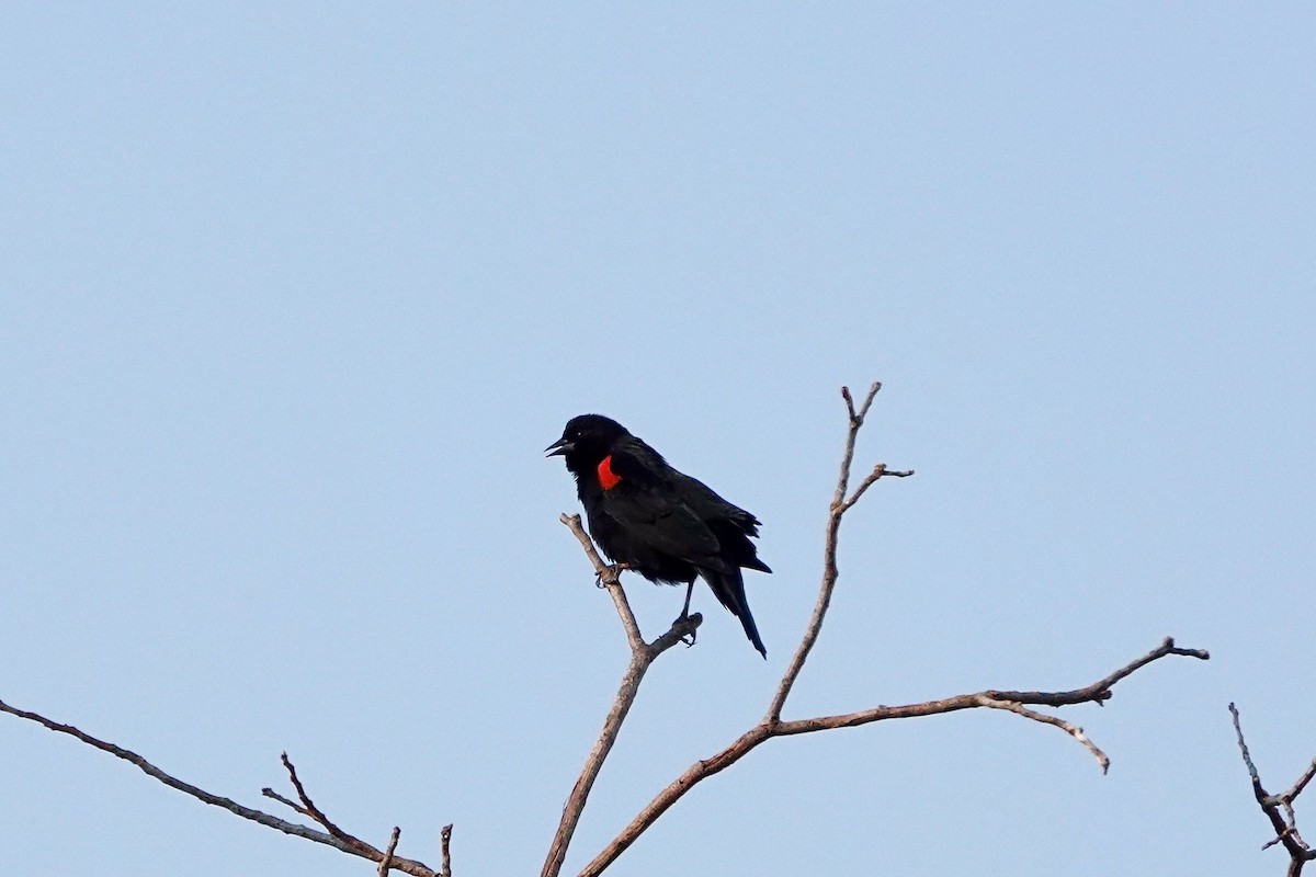 Red-winged Blackbird - Susan Goodrich