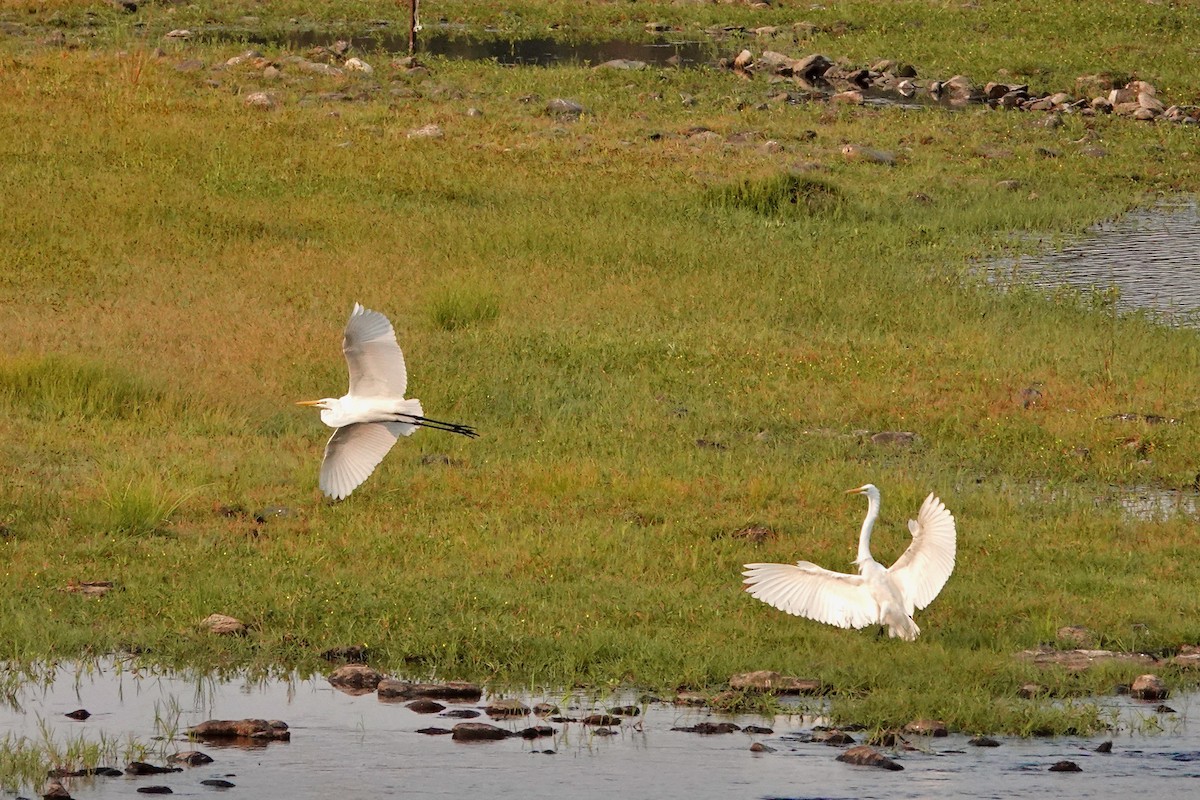 Great Egret - Susan Goodrich