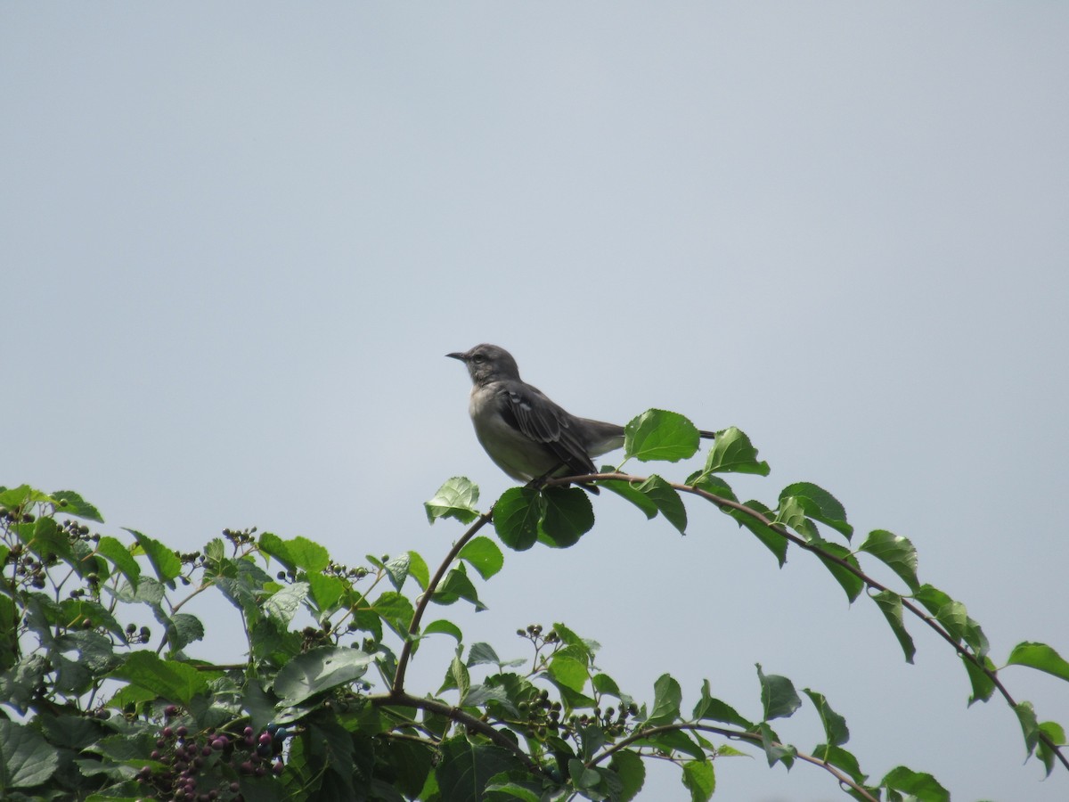 Northern Mockingbird - ML484786261