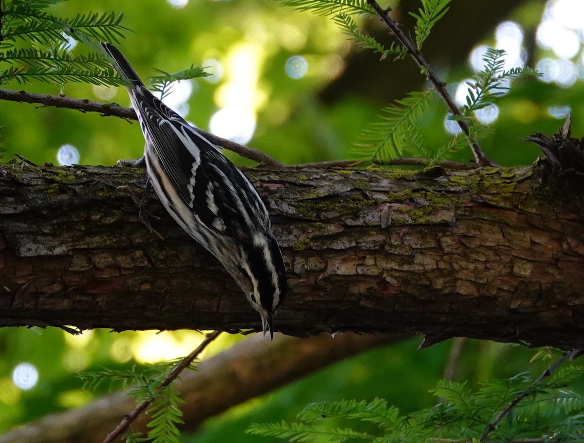 Black-and-white Warbler - ML484786961