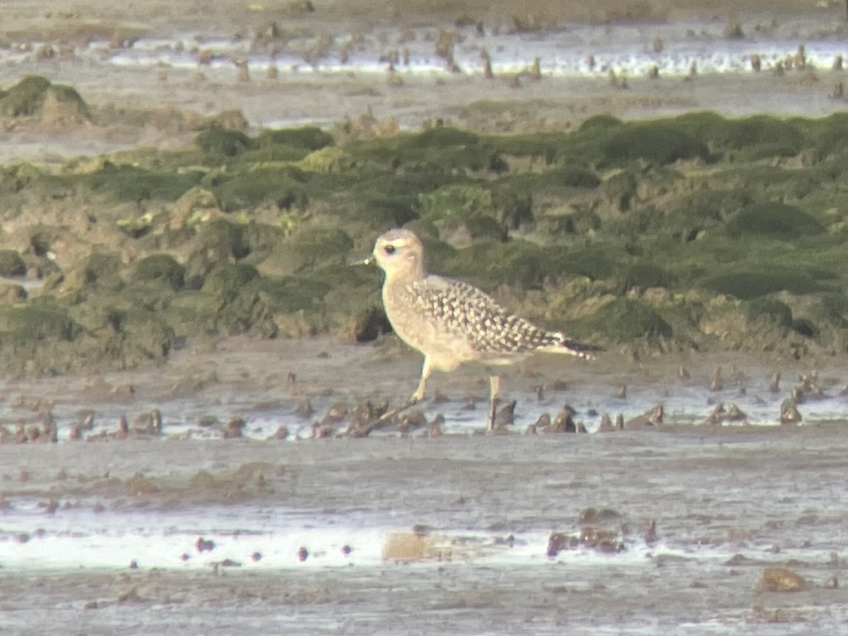 American Golden-Plover - ML484787071