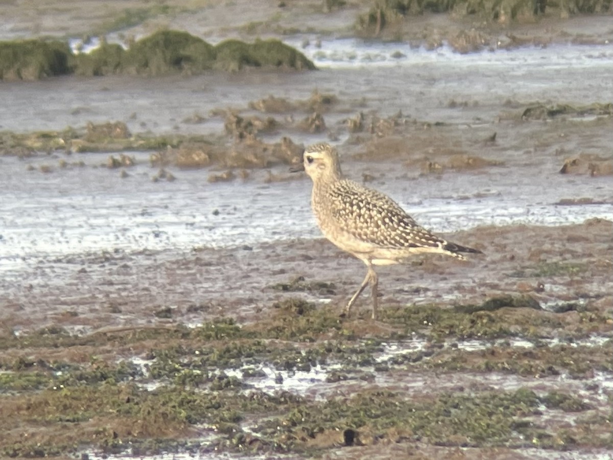 American Golden-Plover - ML484787101