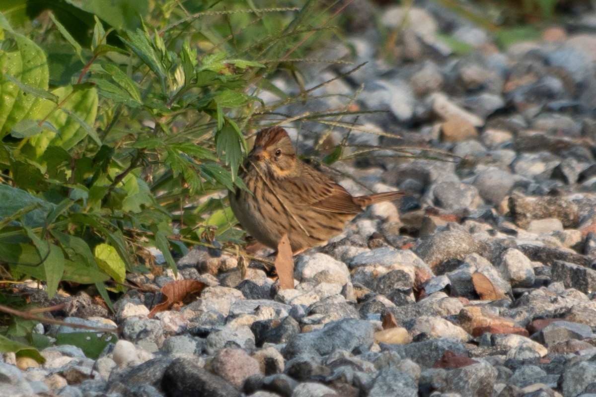Lincoln's Sparrow - ML484790211