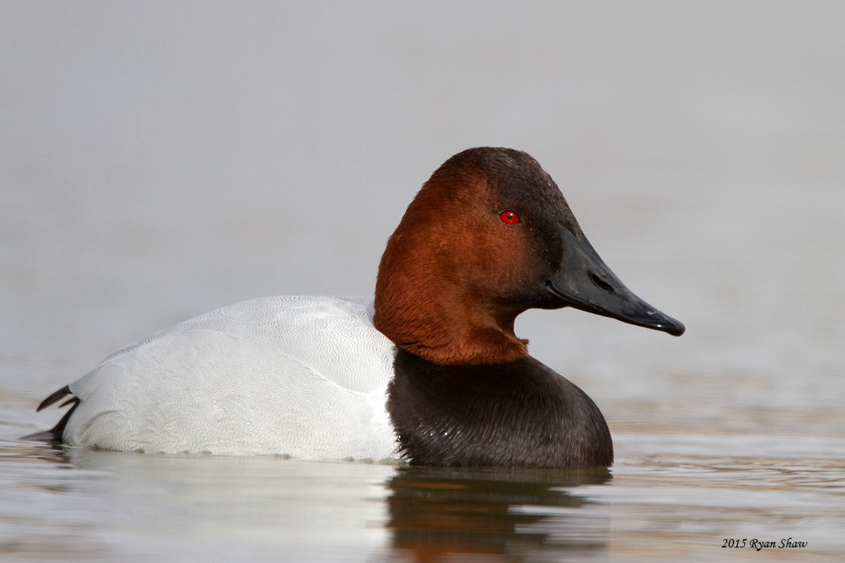 Canvasback - ML48479041