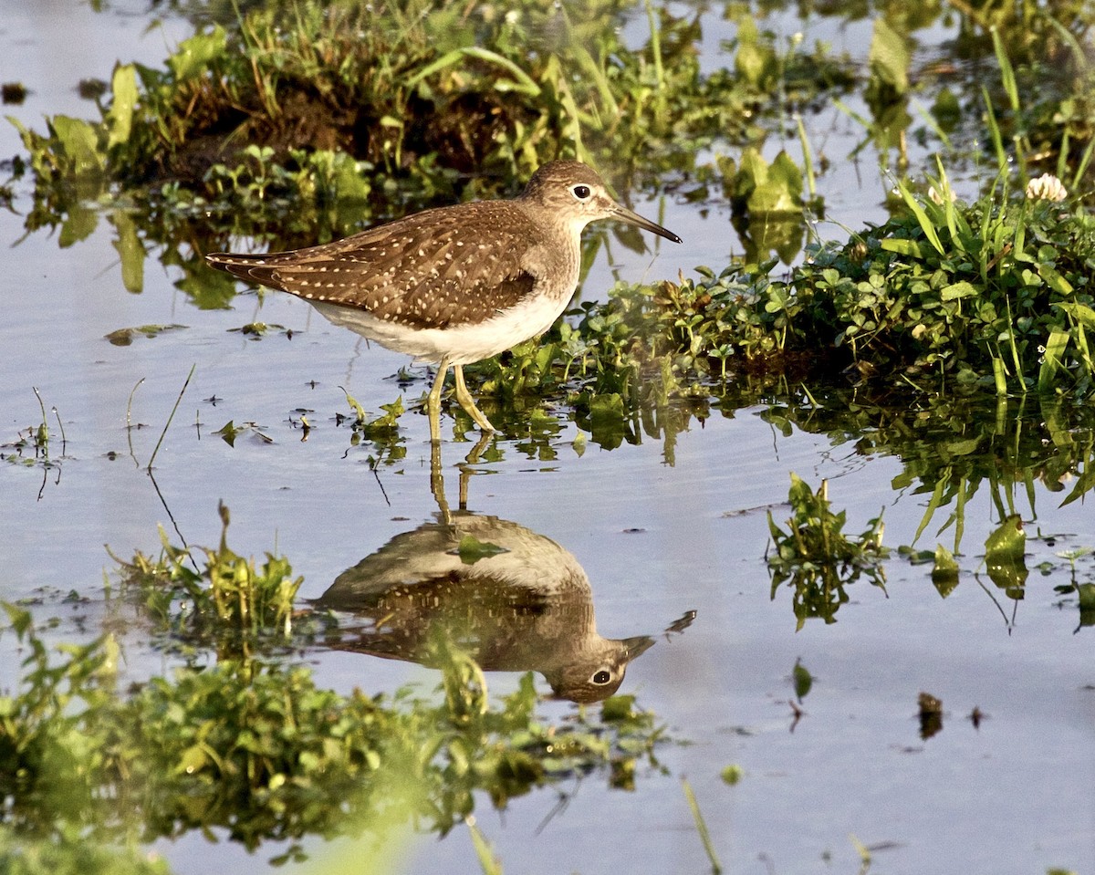 Solitary Sandpiper - ML484790741