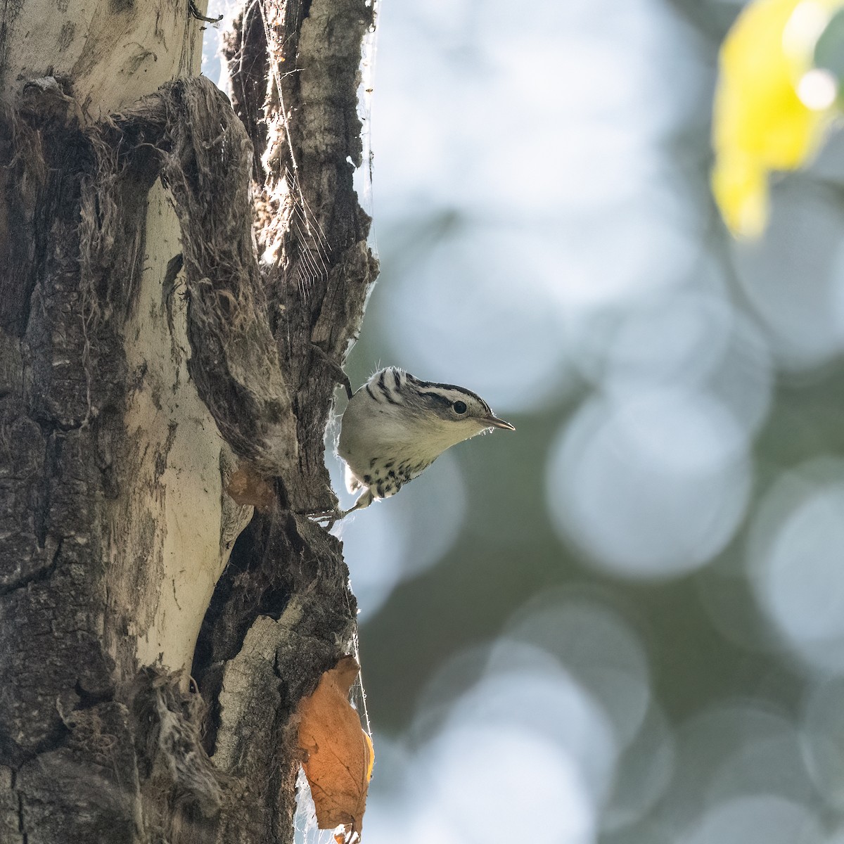 Black-and-white Warbler - ML484791281
