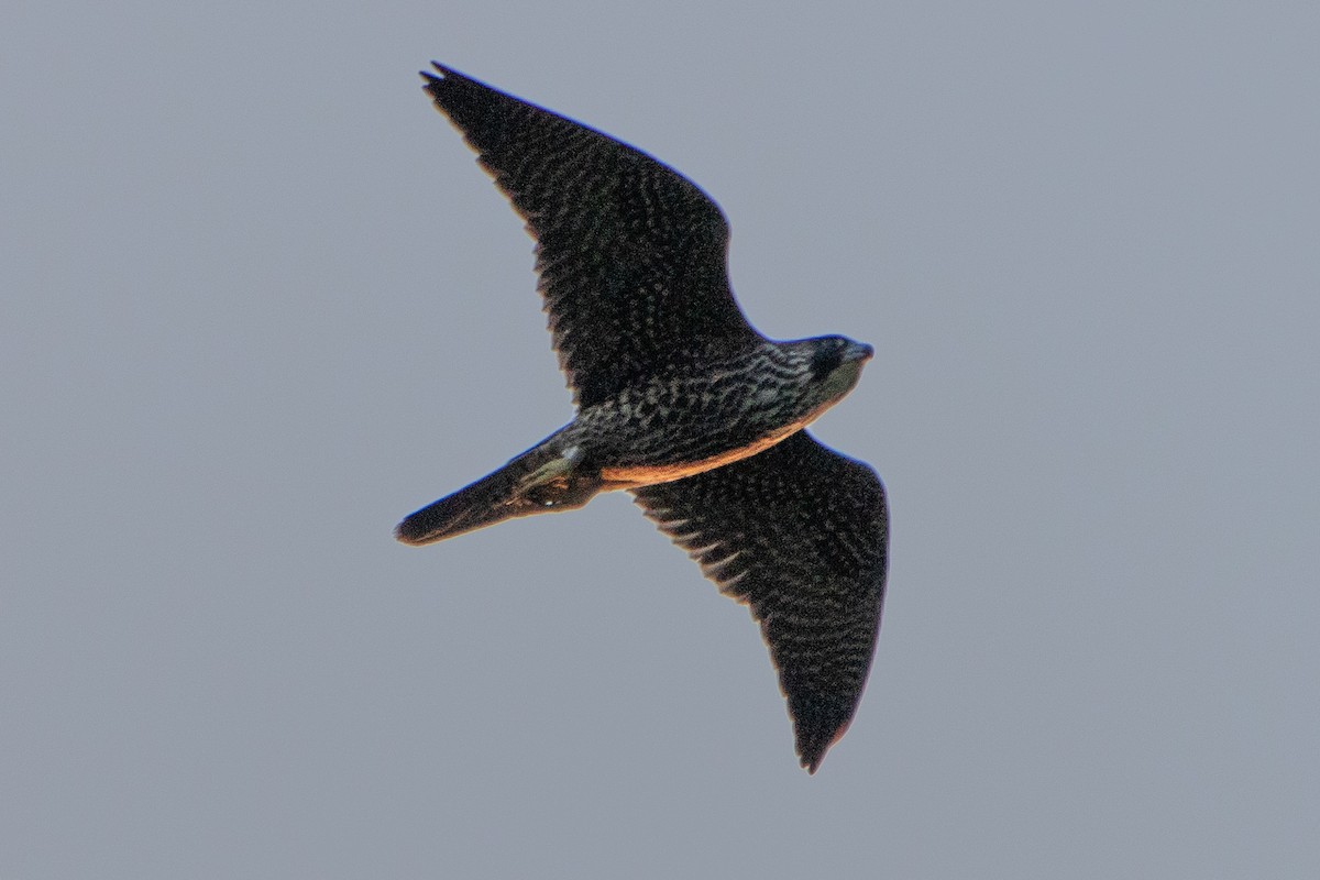 Peregrine Falcon - ML484791561