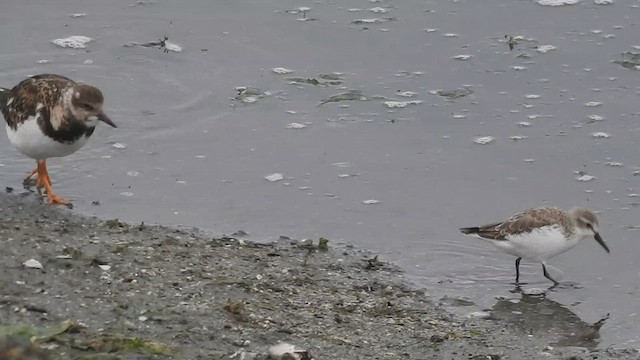 Semipalmated Sandpiper - ML484793261