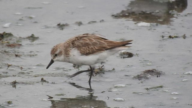 Semipalmated Sandpiper - ML484793271