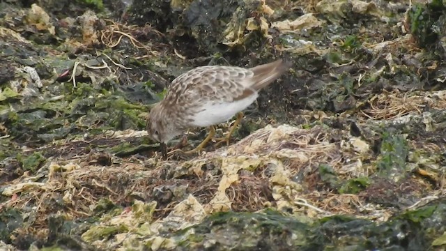 Wiesenstrandläufer - ML484793291