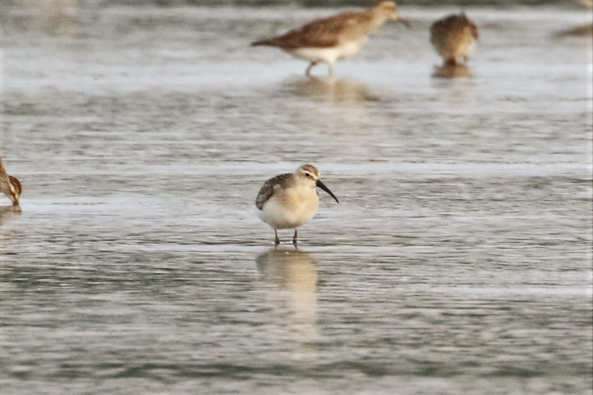 Curlew Sandpiper - Jeffrey Schaarschmidt