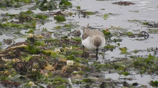 Western Sandpiper - ML484793441