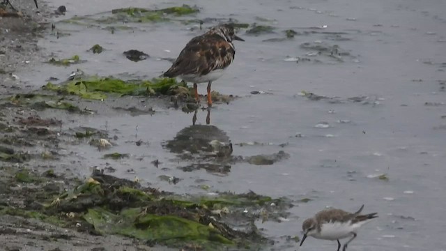 Western Sandpiper - ML484793461