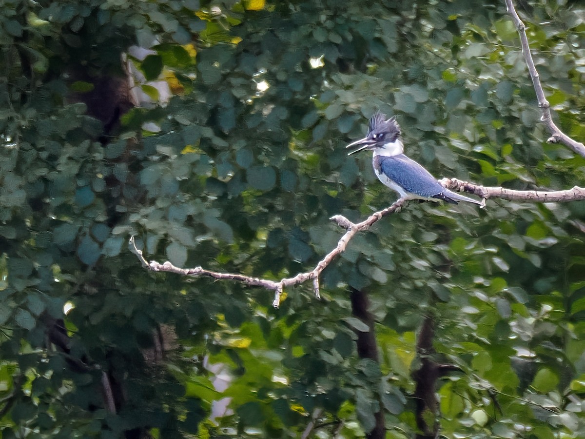 Belted Kingfisher - ML484794111