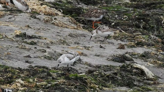 Bécasseau sanderling - ML484794981