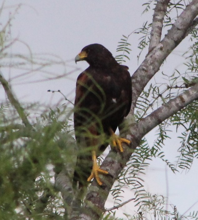 Harris's Hawk - ML484796791