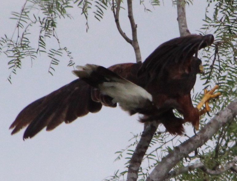 Harris's Hawk - ML484796801