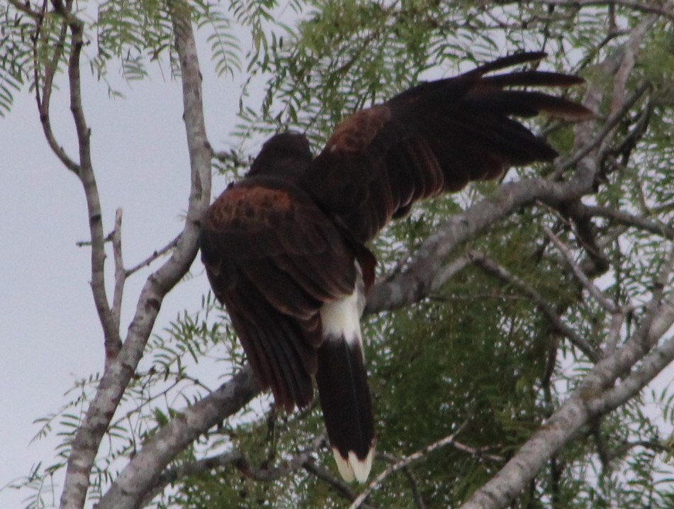 Harris's Hawk - ML484796811