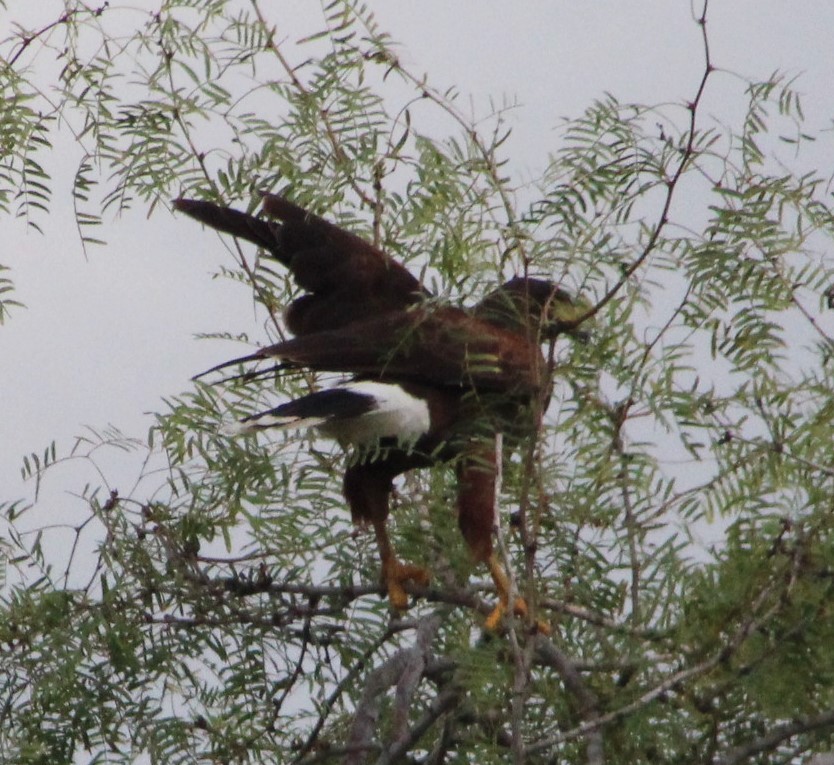 Harris's Hawk - ML484796821