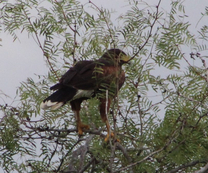 Harris's Hawk - ML484796831