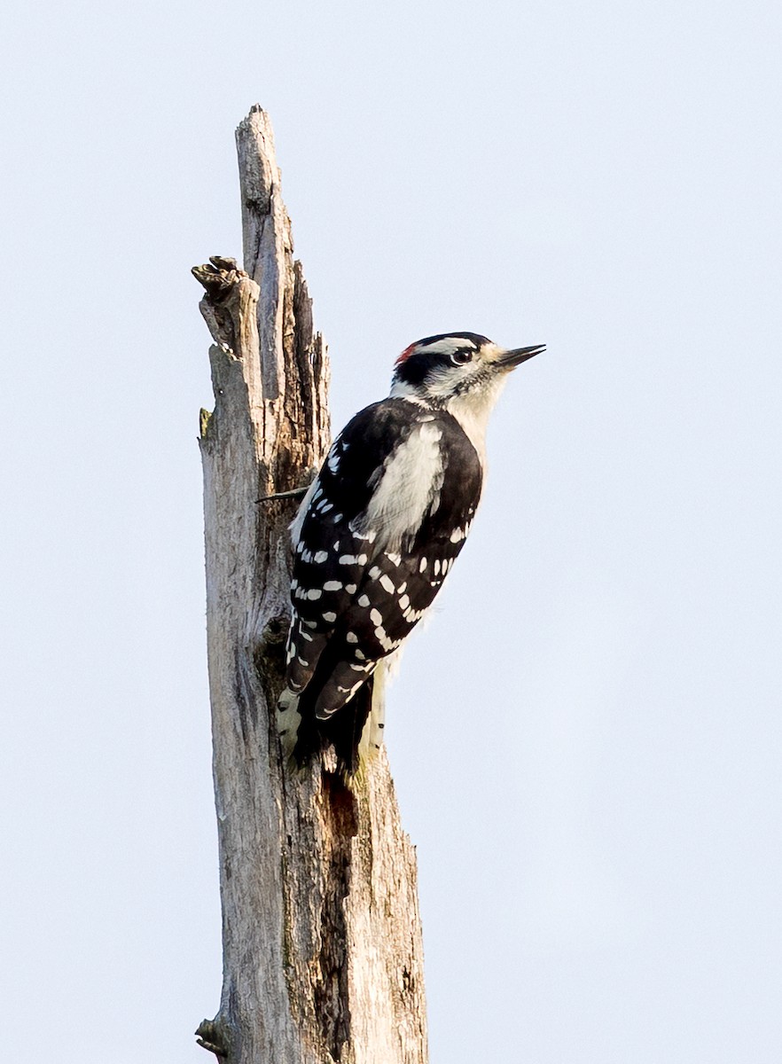 Downy Woodpecker - ML484797901