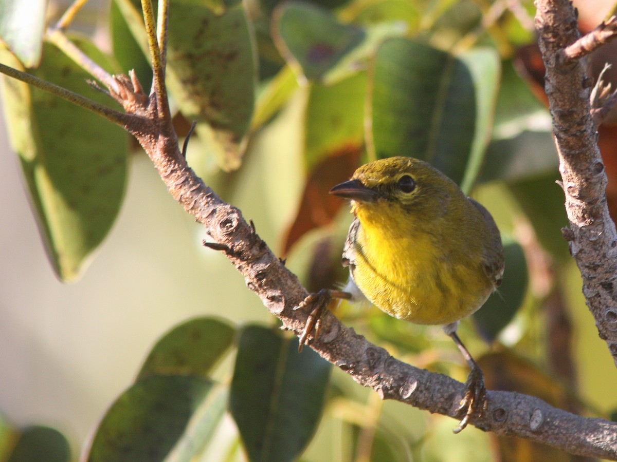 Pine Warbler - ML48479921