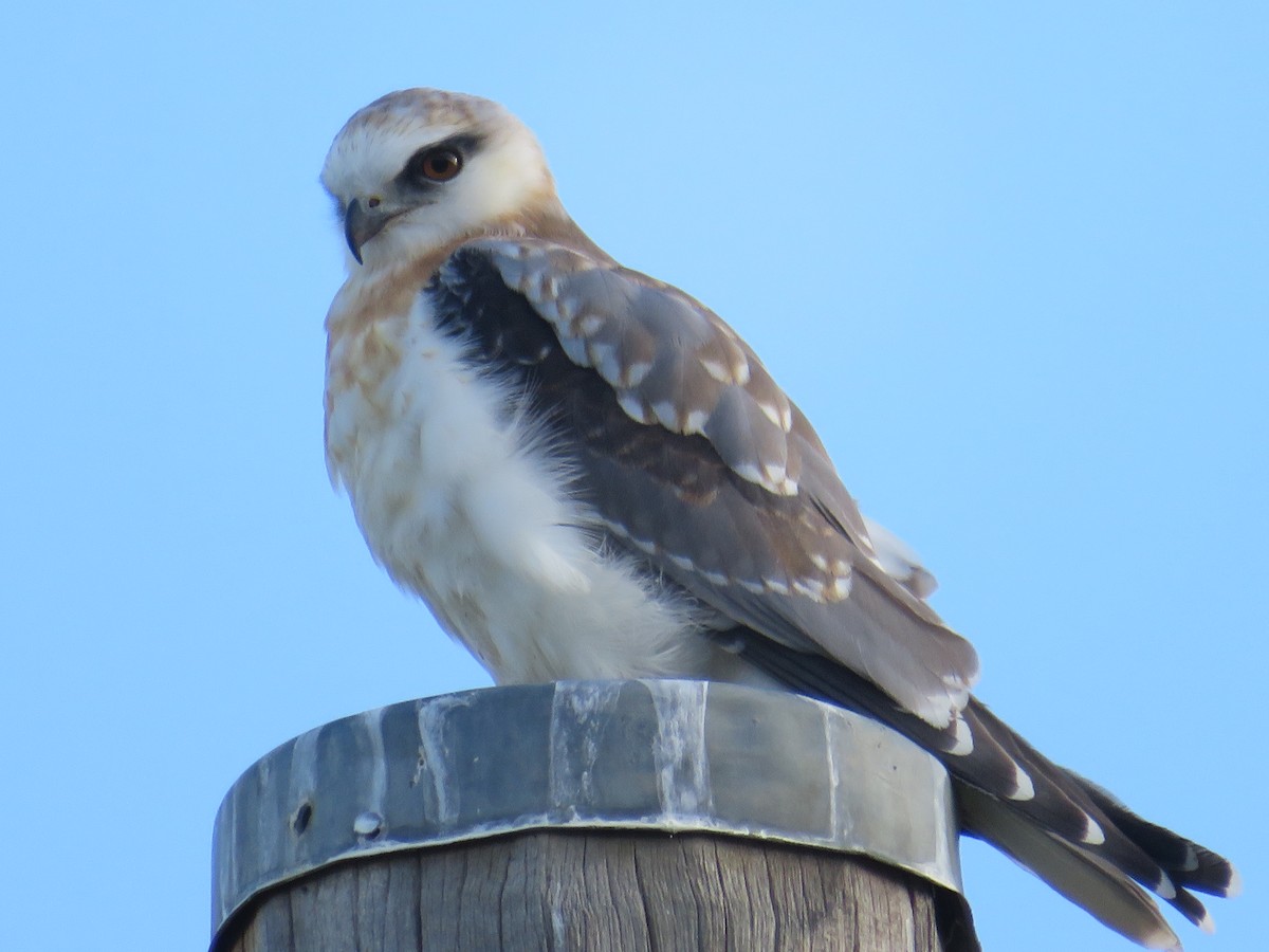 Black-shouldered Kite - ML484799391