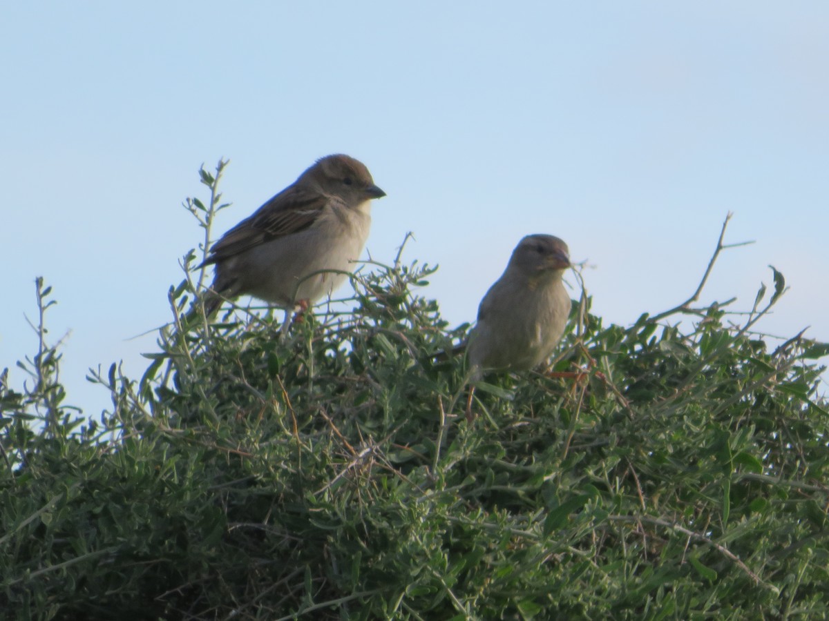 Оронгийн бор шувуу - ML484799591