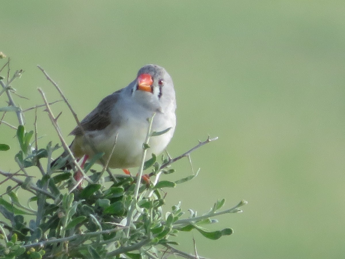 Zebra Finch - ML484799741
