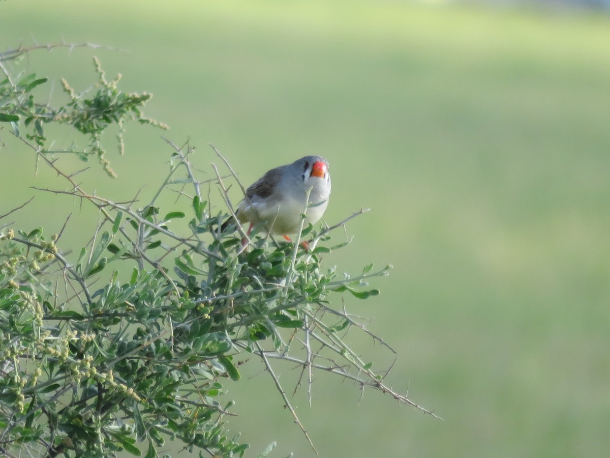 Zebra Finch - ML484799771