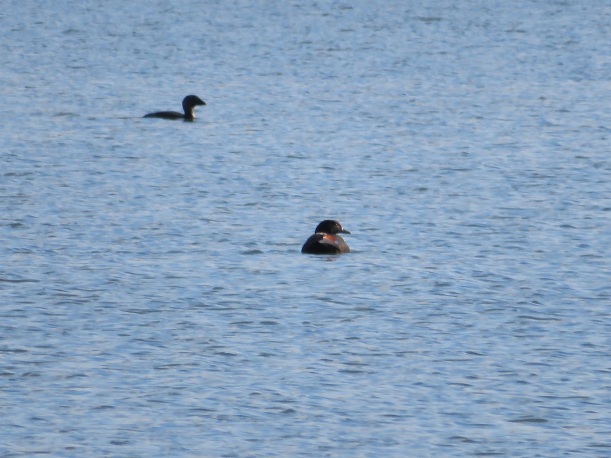 Australian Shelduck - ML484799951