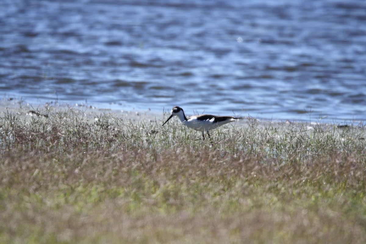 Black-necked Stilt - ML484800241