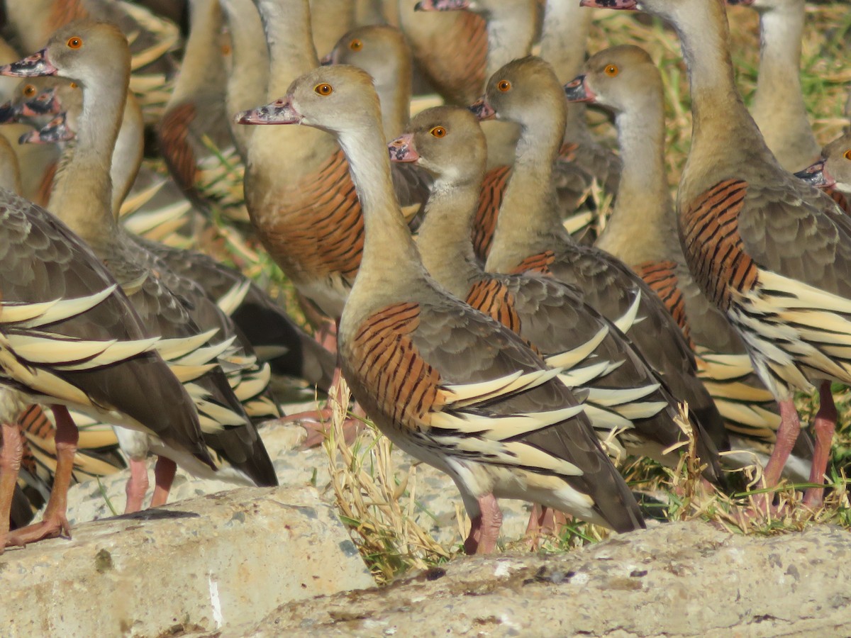 Plumed Whistling-Duck - ML484800291