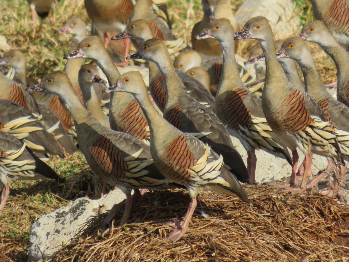 Plumed Whistling-Duck - ML484800321