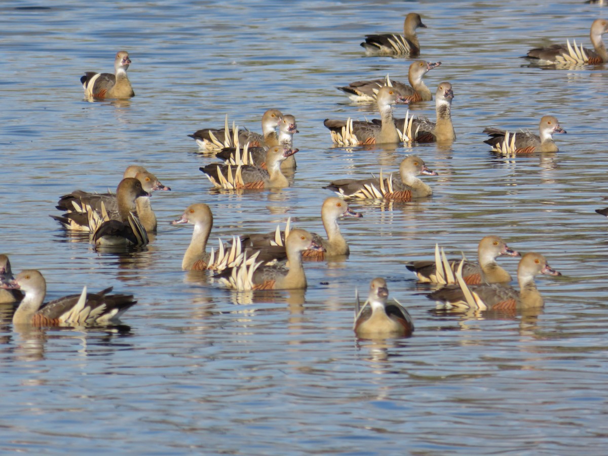 Plumed Whistling-Duck - ML484800351