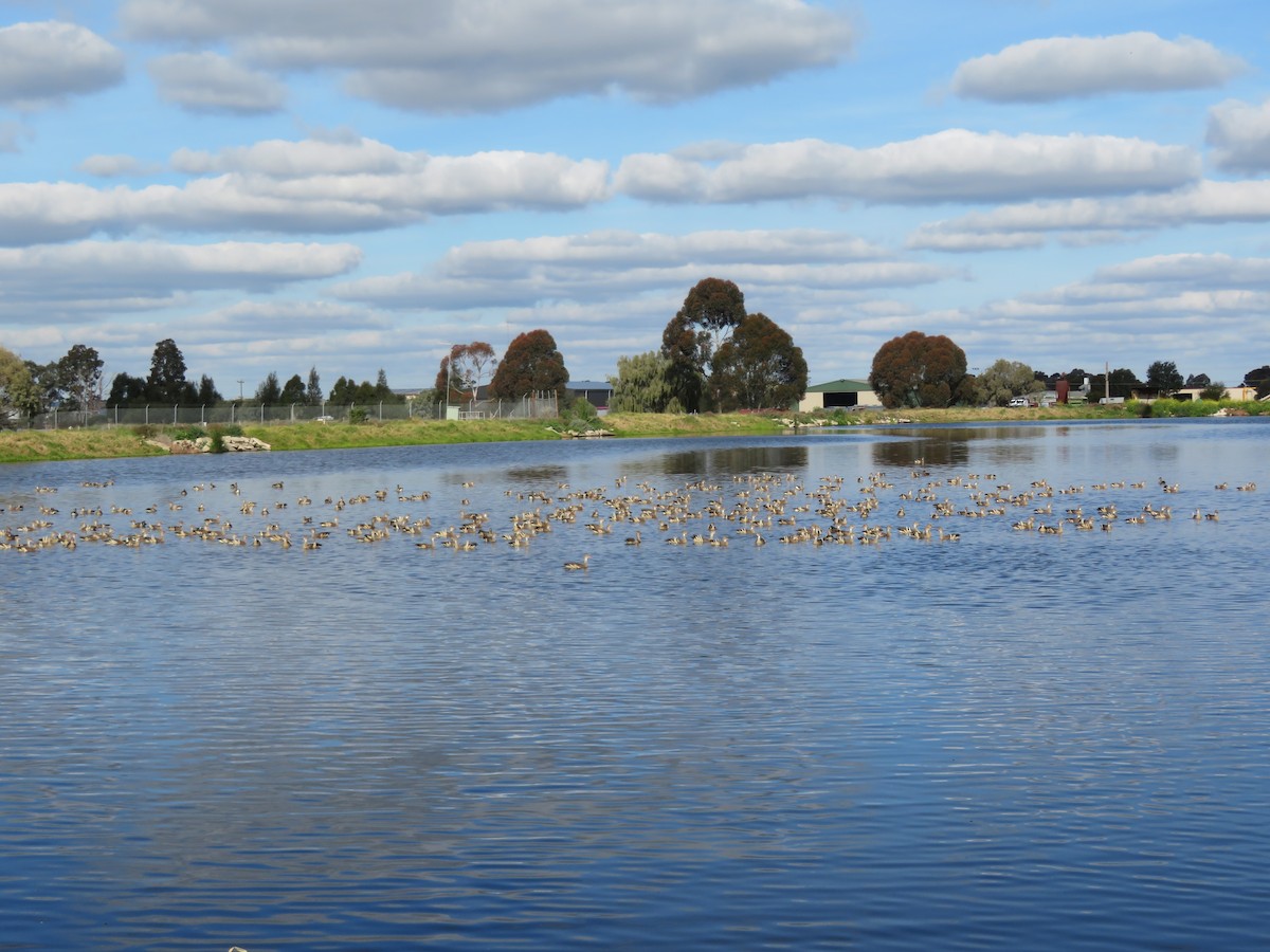 Plumed Whistling-Duck - ML484800371