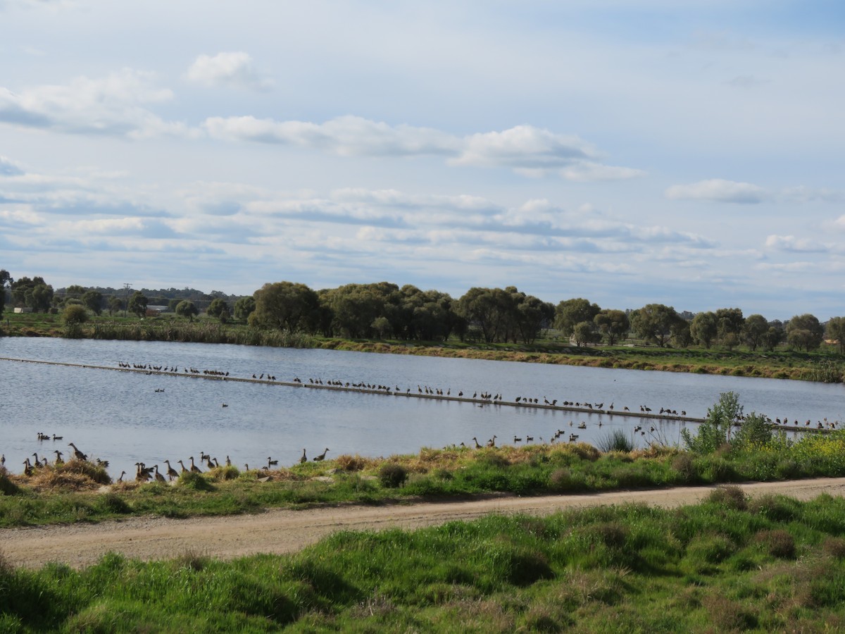 Plumed Whistling-Duck - ML484800441