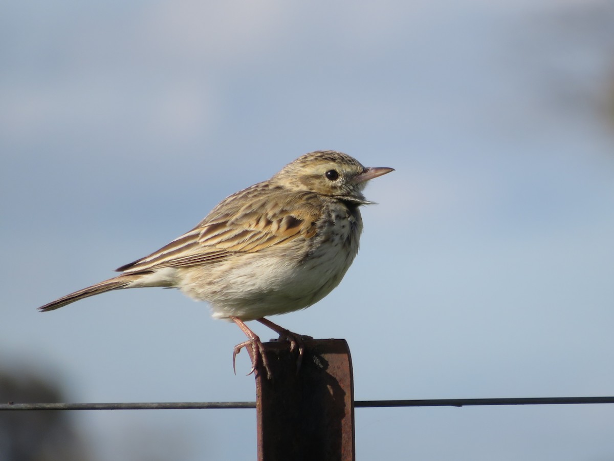 Australian Pipit - ML484801051