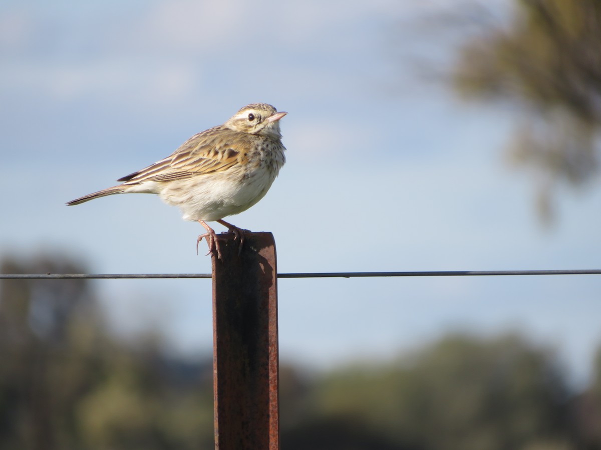Australian Pipit - ML484801111