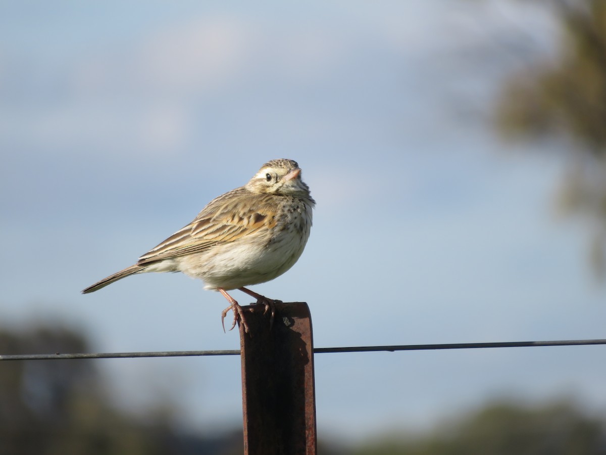 Australian Pipit - ML484801141