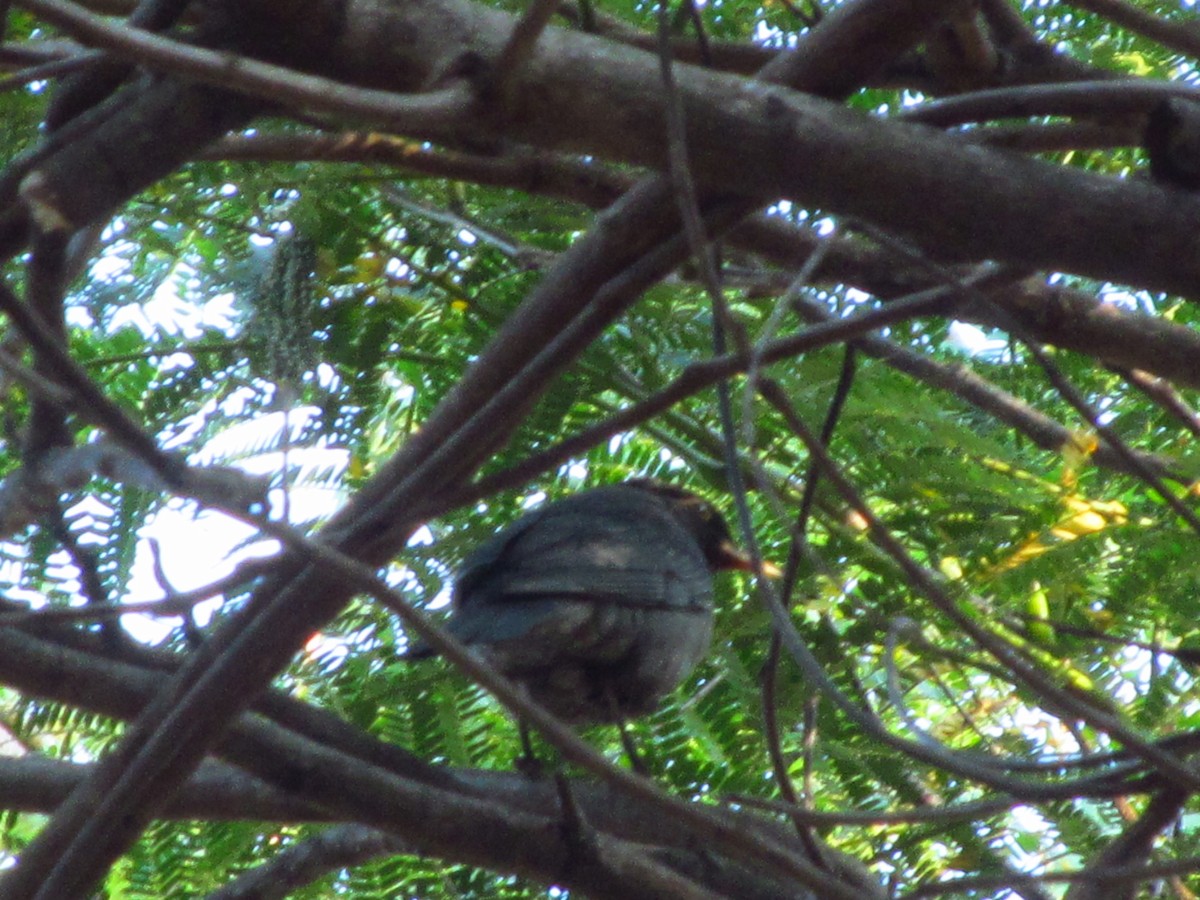 Indian Blackbird - ML48480121