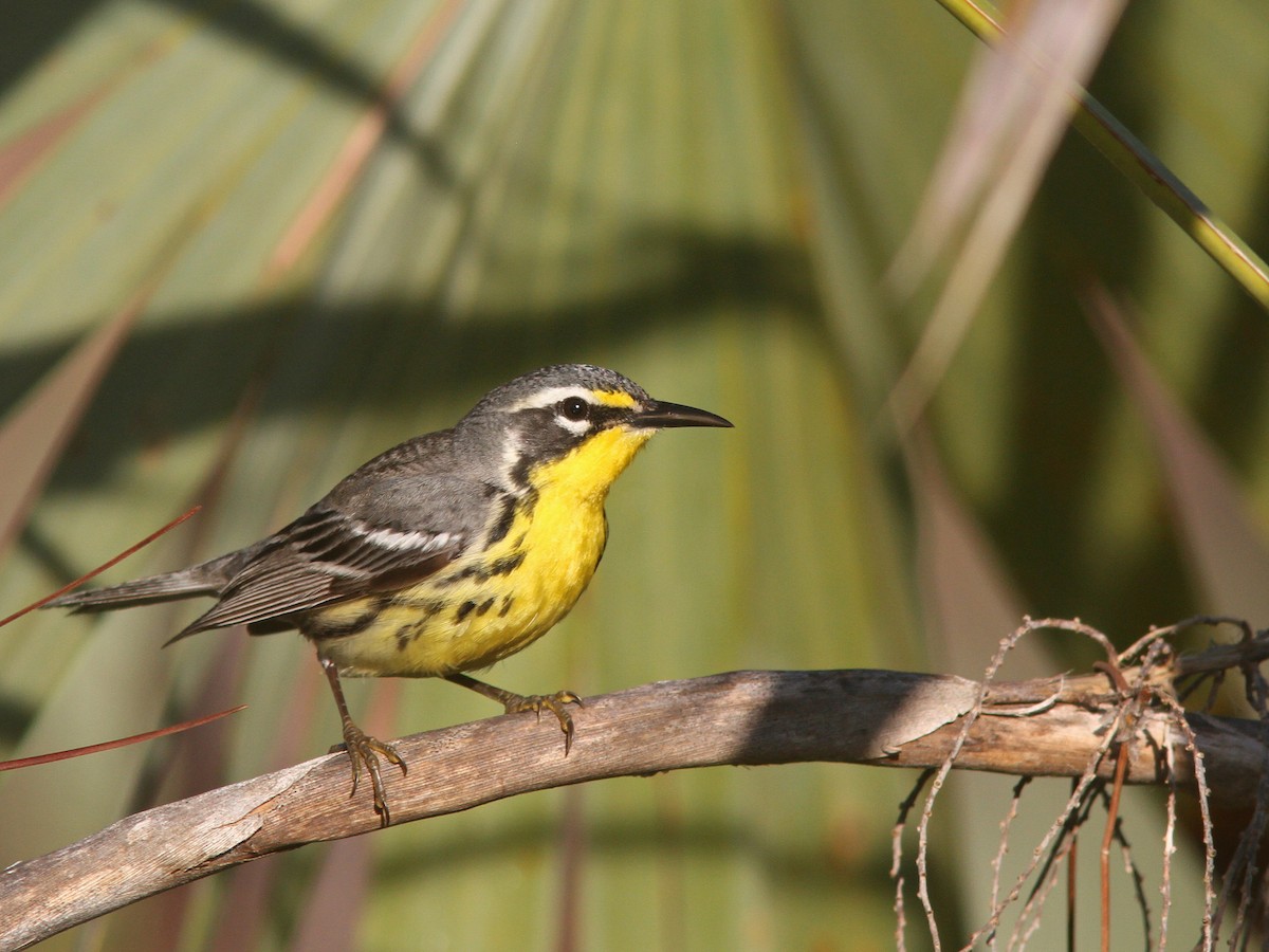 Bahama Warbler - ML48480171