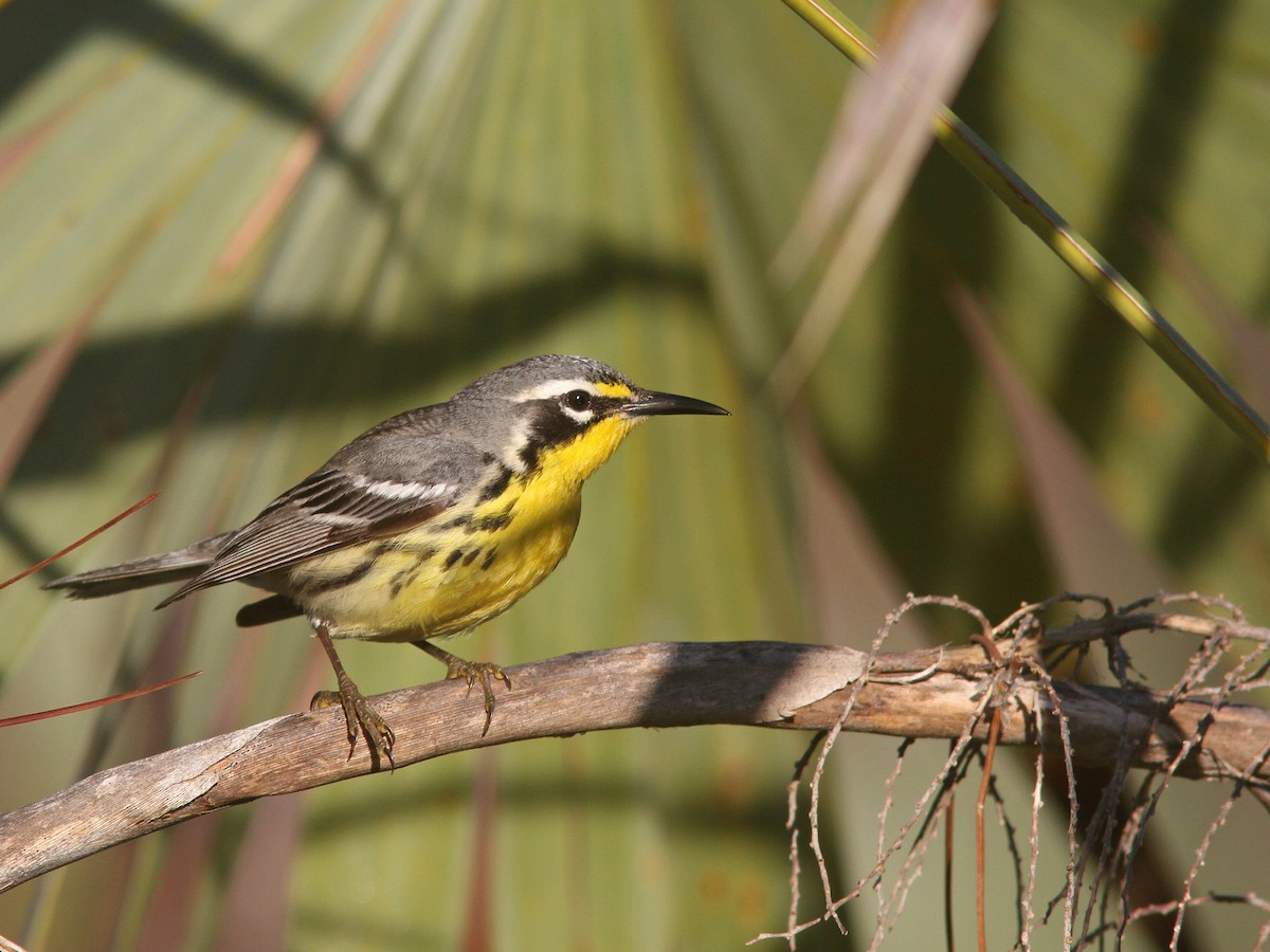 Bahama Warbler - ML48480191