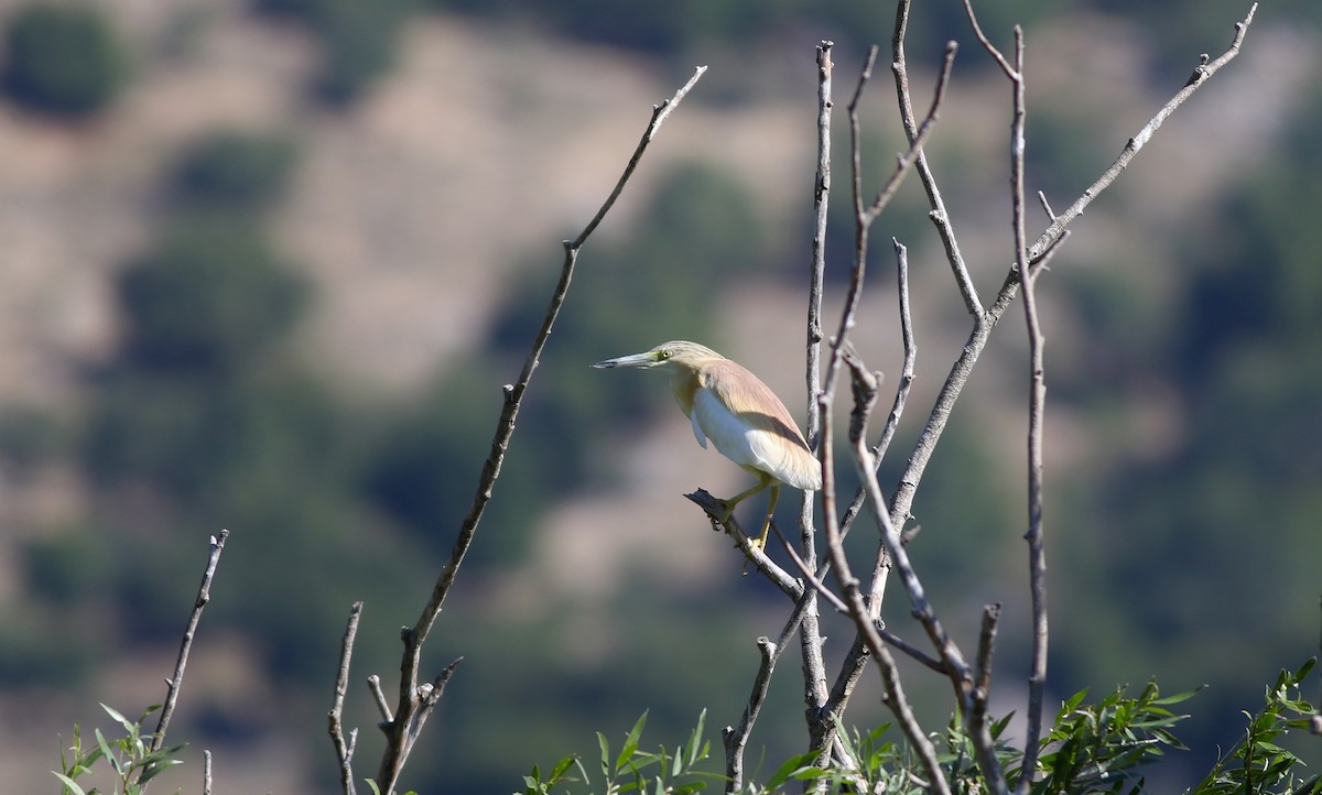 Squacco Heron - ML484801911