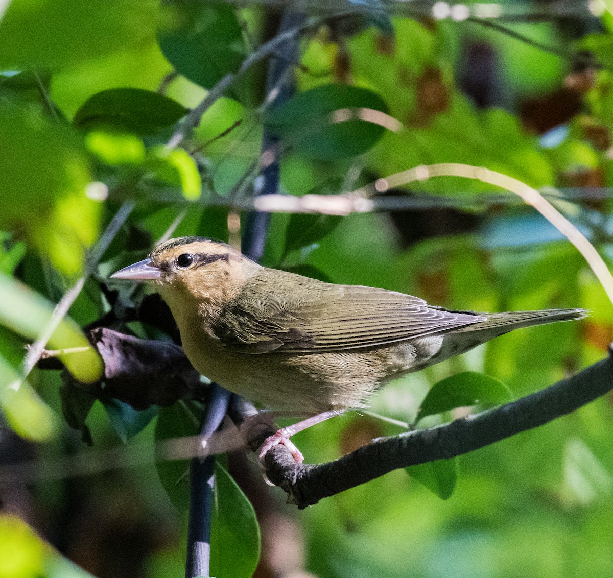 Worm-eating Warbler - ML484801921