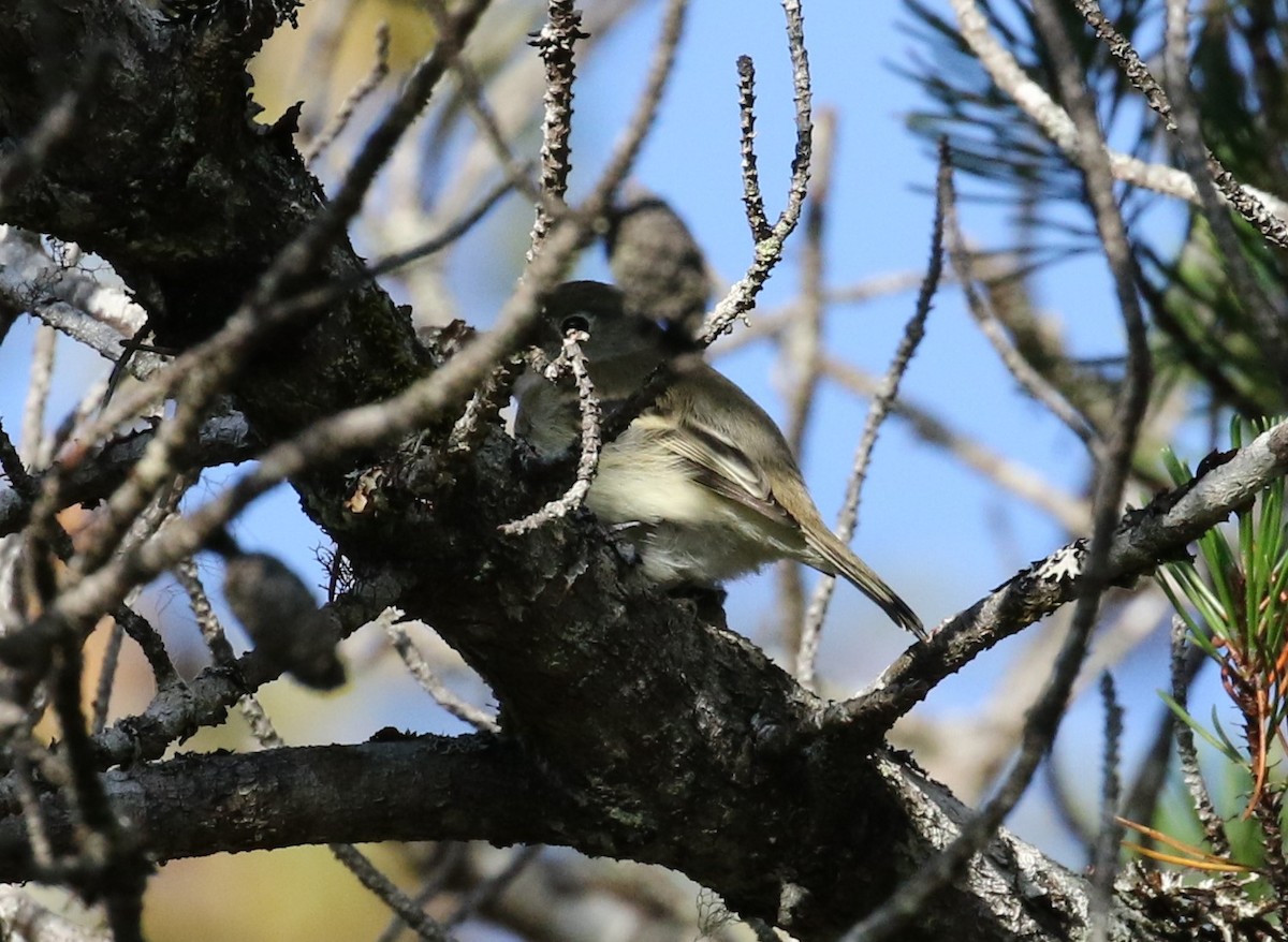 Least Flycatcher - Nat Drumheller