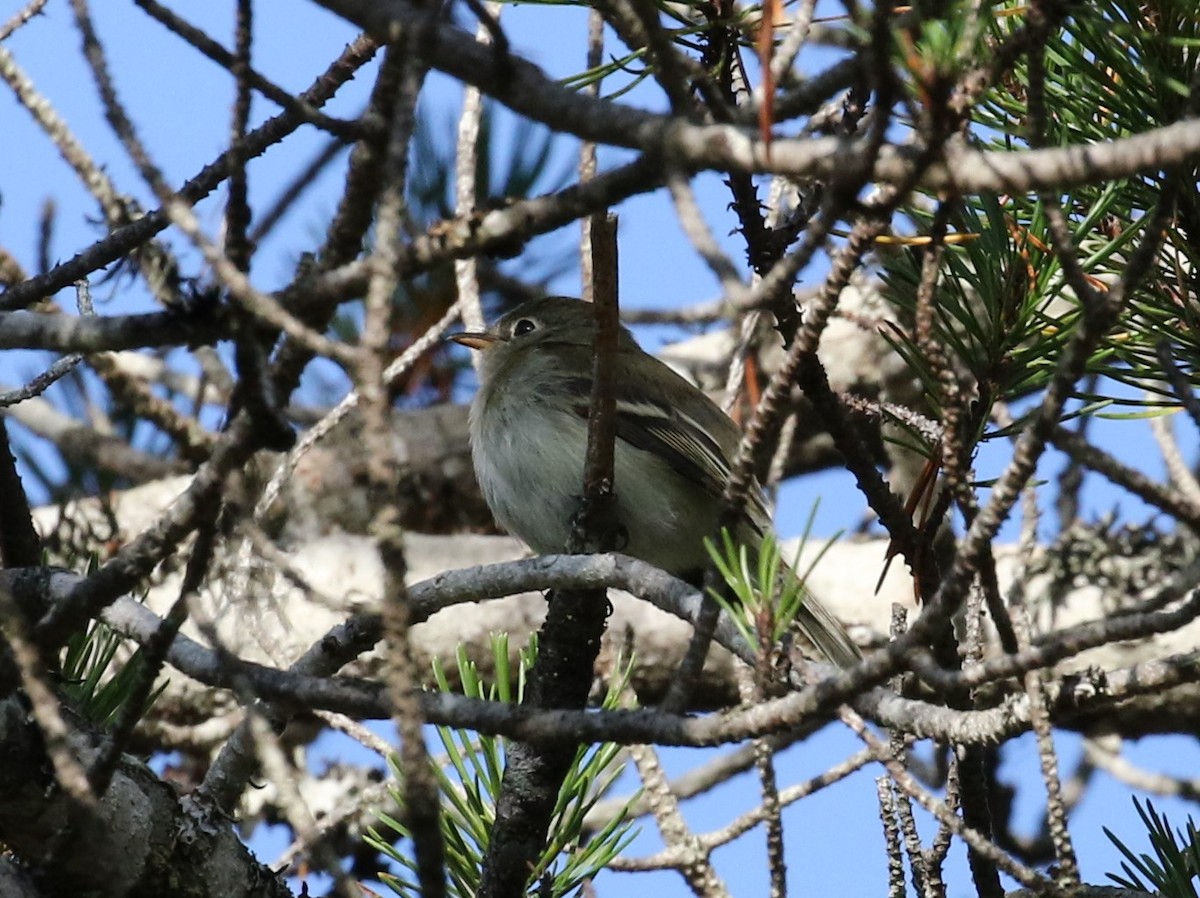 Least Flycatcher - Nat Drumheller