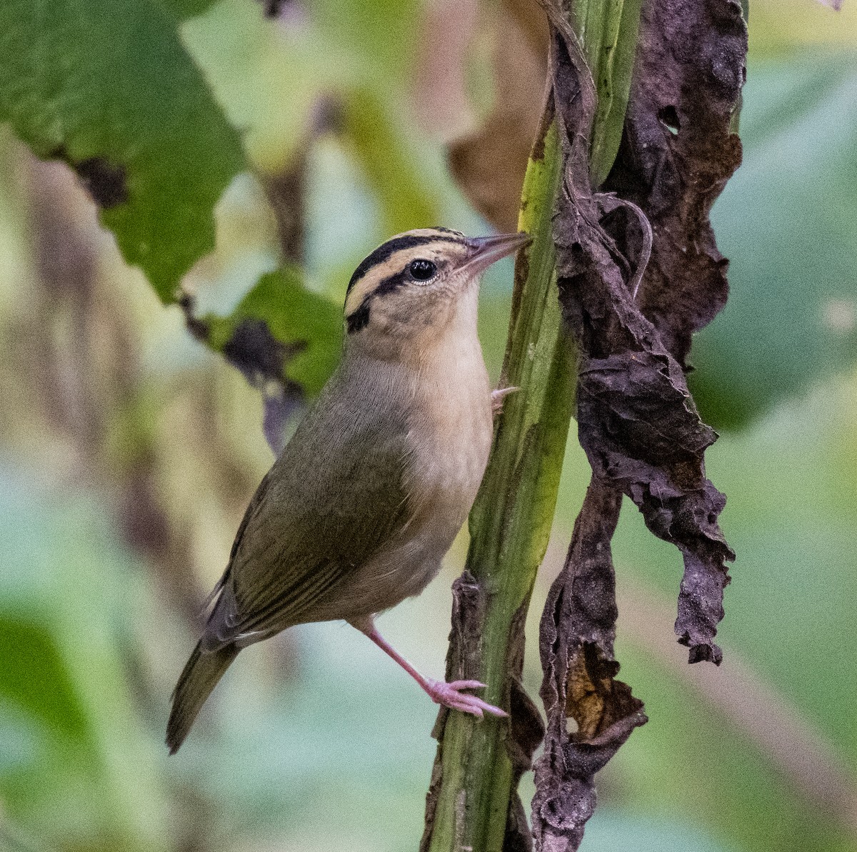 Worm-eating Warbler - ML484802141